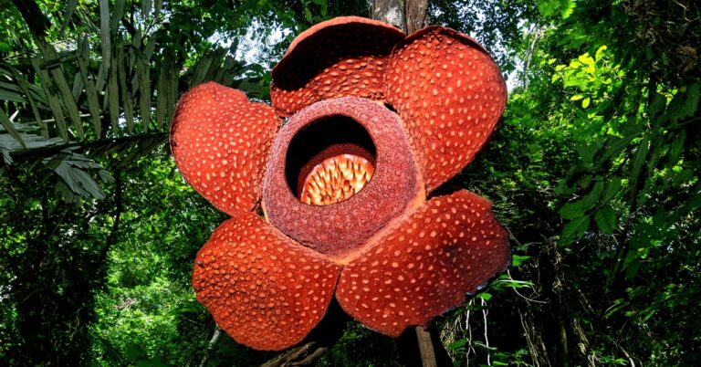 The World’s Largest—and Stinkiest—Flower Is in Danger of Extinction