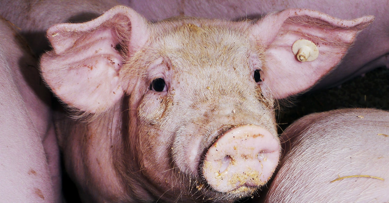 Scientists Just Tried Growing Human Kidneys in Pigs
