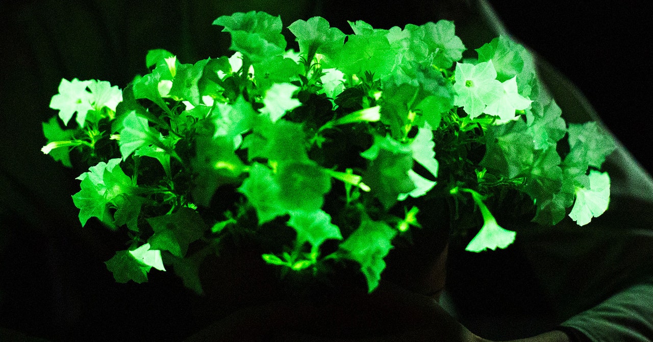 Here Come the Glow-in-the-Dark Houseplants